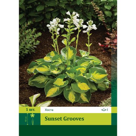 корень Хоста Сансет Грувес 2 1шт.
