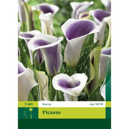 луковица Калла Пикассо 16/18 1шт.