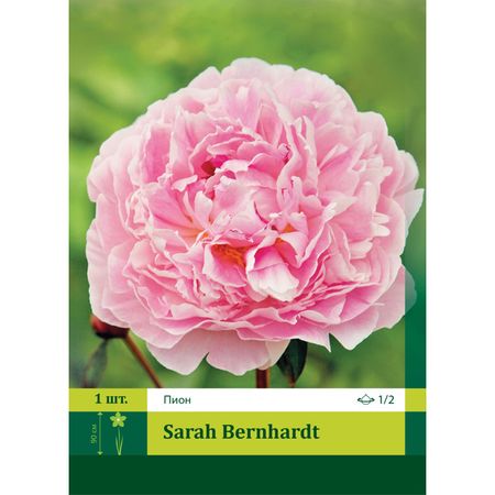 корень Пион Сара Бернар 1/2 1шт.