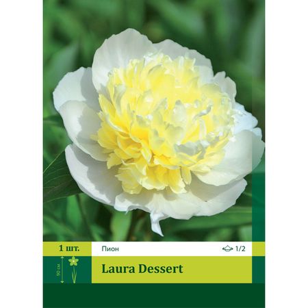 корень Пион Лаура Дессерт 1/2 1шт.