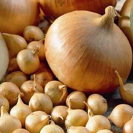 лук-севок Штуттгартер ризен 21/24 0,5кг