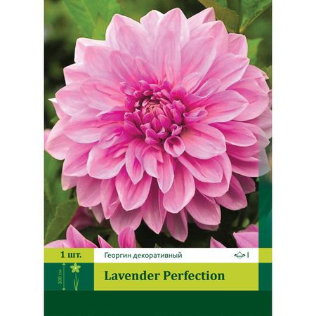 корень Георгин крупноцветковый Лавендер Перфекшен 1шт.