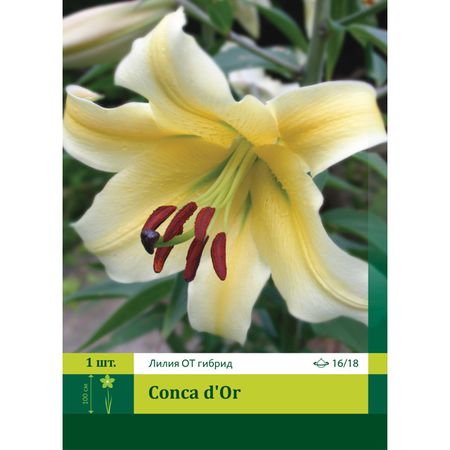 луковица Лилия восточная Конка де Ор 16/18 1шт.