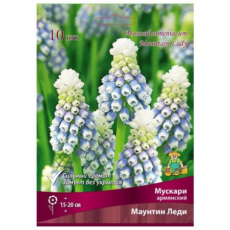луковицы растений мускари армянский Маунтин Леди в капере 10 шт. 7/8