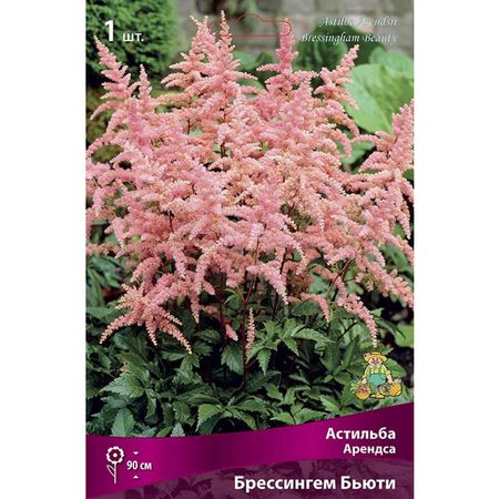 корень Астильба Арендса Брессингем Бьюти 1шт
