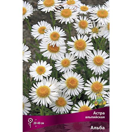 корень Астра альпийская Альба 1шт