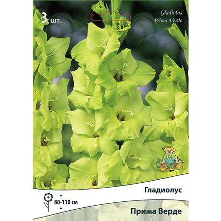 луковицы Гладиолус крупноцветковый Прима Верде 3шт бад спирулина верде таблетки по 350 мг 40 шт