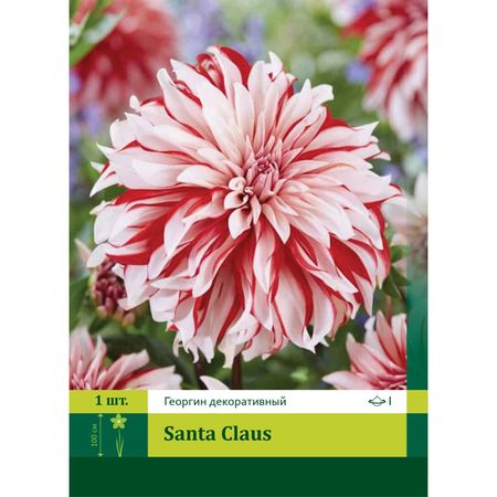 корень Георгин крупноцветковый Санта Клаус 1шт. рождественская кукла санта клауса