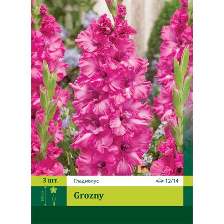 луковицы растений Гладиолус Грозный 12/14 3шт