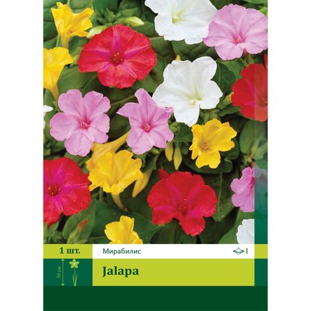 клубни Мирабилис Ялапа 1шт.