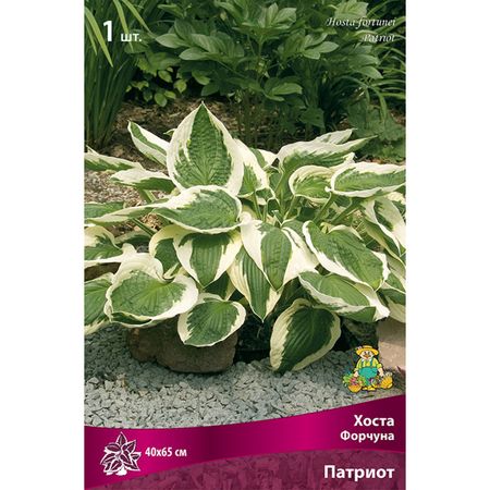 корень Хоста Форчуна Патриот 1шт