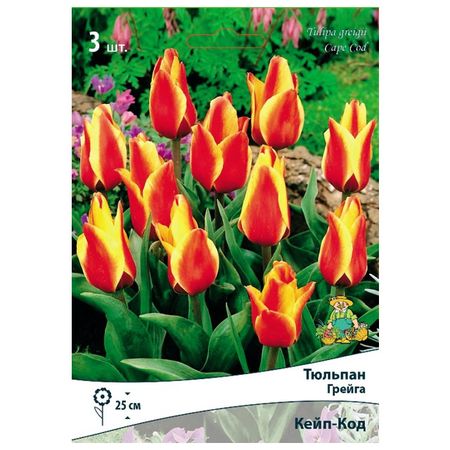 луковицы растений тюльпан Грейга Кейп-Код 3 шт. 10/11 тюльпан дарвинов гибрид ред импрешн луковицы 10 11