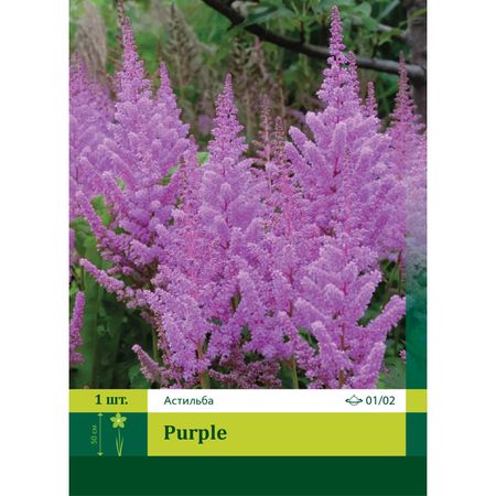 корень Астильба Пурпул 1/2 1шт.
