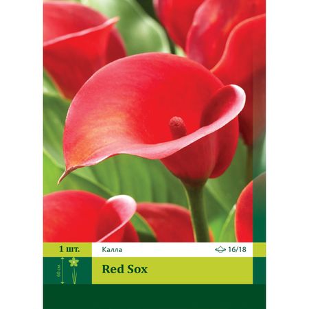 луковица Калла Ред Сокс 16/18 1шт.