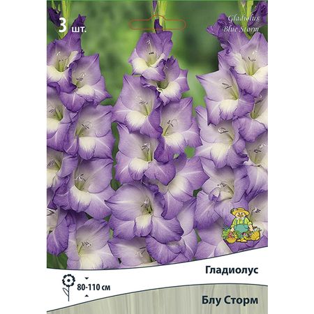 луковицы Гладиолус крупноцветковый Блу Сторм 3шт