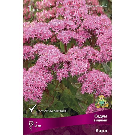 корень Седум видный Карл 1шт