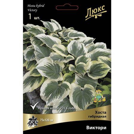 корень Хоста гибридная Виктори 1шт