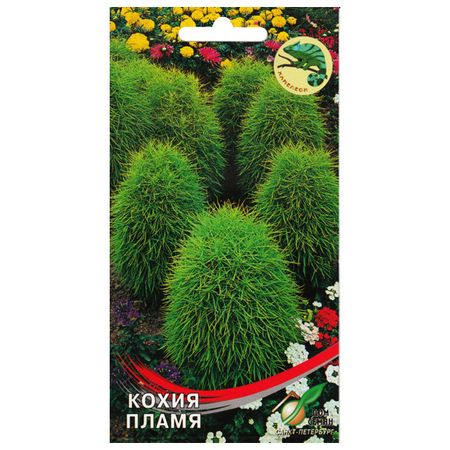 семена Кохия Пламя ДОМ СЕМЯН 0,12г семена цинния алое пламя дом семян 0 22г