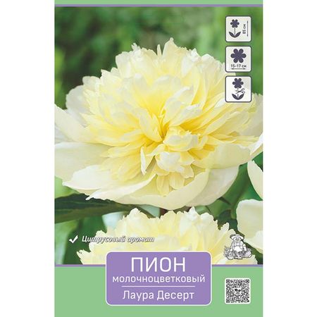 корень Пион молочноцветковый Лаура Десерт 1шт в капере классик