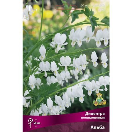 корень Дицентра великолепная Альба 1шт