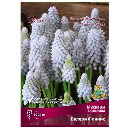 луковицы растений мускари армянский Валери Финнис в капере 10 шт. 7/8