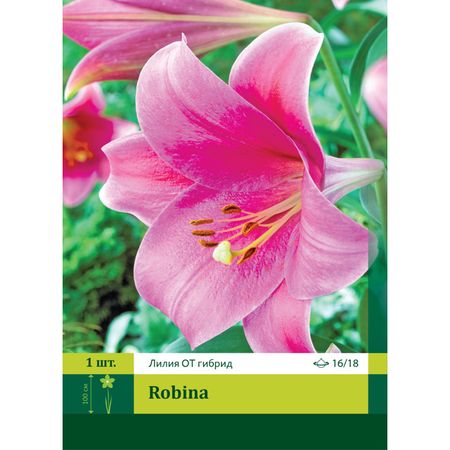 луковица Лилия ОТ гибрид Робина 16/18 1шт.