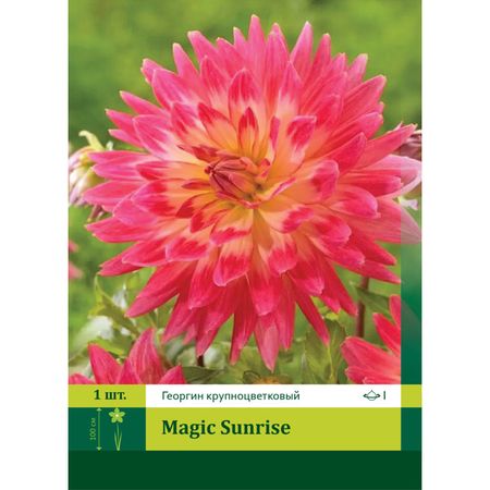 корень Георгин крупноцветковый Мейджик Санрайз 1шт.