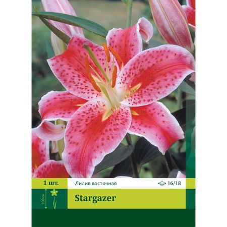 луковица Лилия восточная Старгейзер 16/18 1шт.