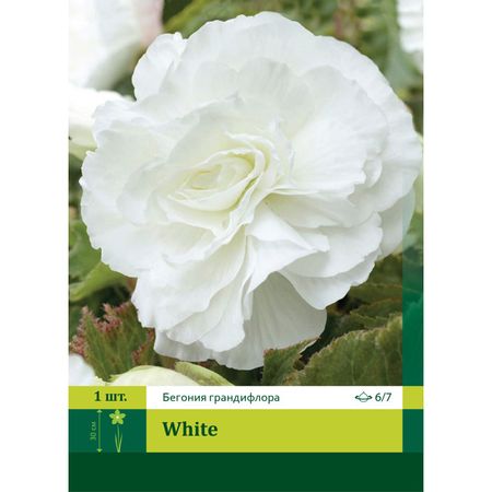клубни Бегония махровая Вайт 6/7 1шт.