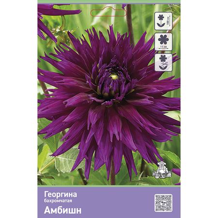 клубень Георгина бахромчатая Амбишн 1шт