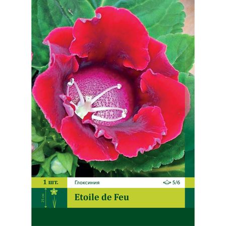 клубни Глоксиния Этуаль де Фье 5/6 1шт.
