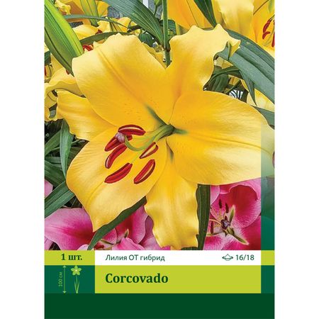 луковица Лилия восточная Корковадо 16/18 1шт.