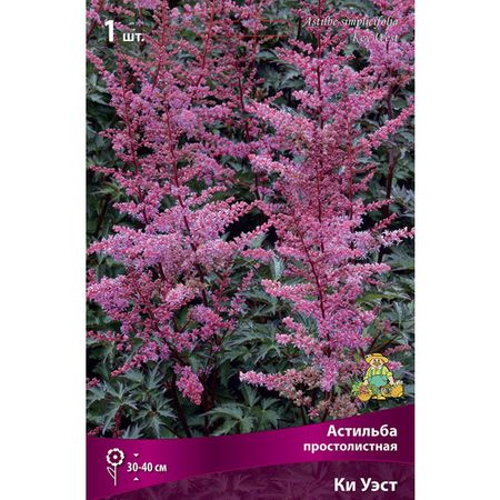 корень Астильба простолистная Ки Уэст 1шт