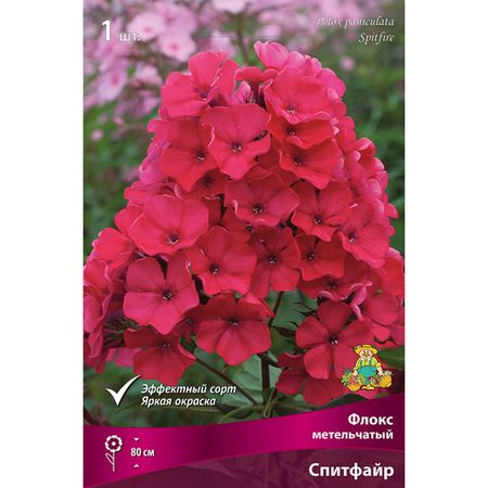 корень Флокс метельчатый Спитфайр 1шт