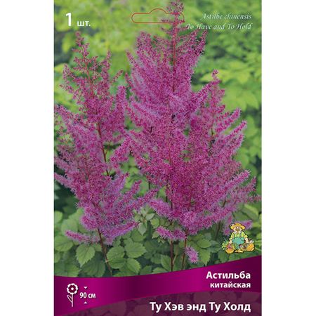 корень Астильба китайская Ту Хэв энд Ту Холд 1шт
