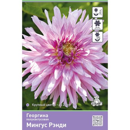 клубень Георгина полукактусовая Мингус Рэнди 1шт