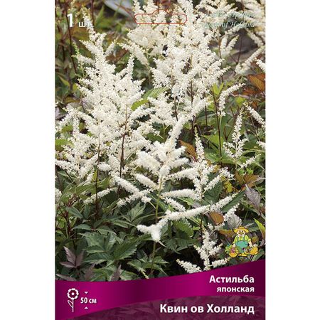 корень Астильба японская Квин ов Холланд 1шт