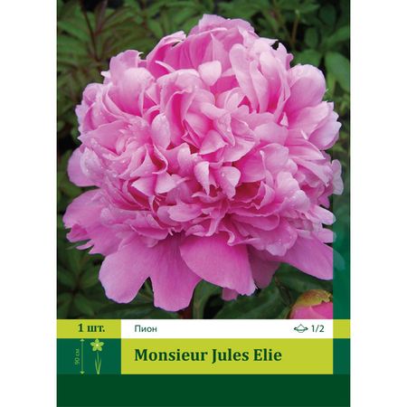 корень Пион Месье Жюль Эли 1/2 1шт.