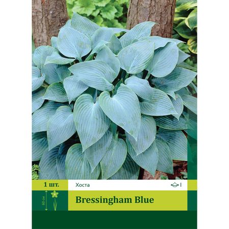 корень Хоста Брессингхам Блу 2 1шт.