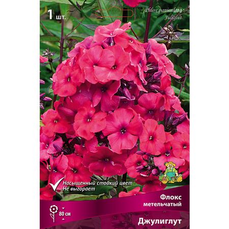 корень Флокс метельчатый Джулиглут 1шт
