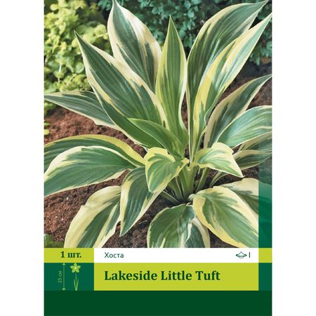 корень Хоста Лэйксайд Литтл Тафт 2 1шт.