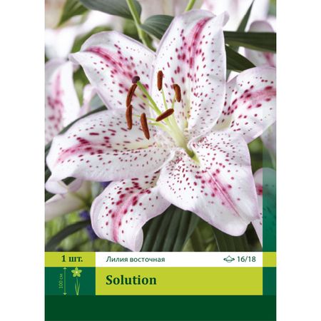 луковица Лилия восточная Солюшен 16/18 1шт.