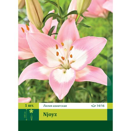 луковица Лилия азиатская Энджойз 14/16 1шт.