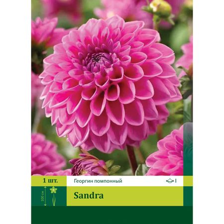 корень Георгин шаровидный Сандра 1шт.