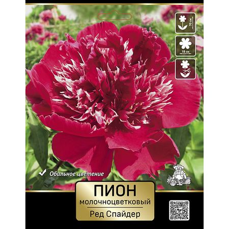корень Пион молочноцветковый Ред Спайдер 1шт в капере люкс