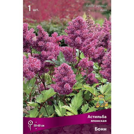 корень Астильба японская Бонн 1шт
