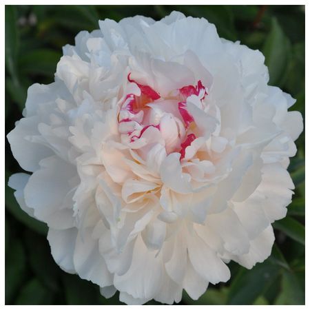 саженец Пион травянистый Поцелуй Невесты d11см в тубе
