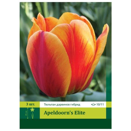 луковицы растений Тюльпан в ассортименте 10/11 3шт тюльпан дарвинов гибрид ред импрешн луковицы 10 11