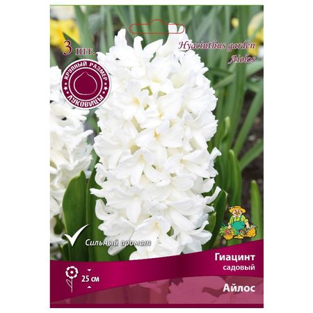 луковицы растений гиацинт садовый Айлос в капере 3 шт. 15/16 sunmade искусственный гиацинт фиолетовый