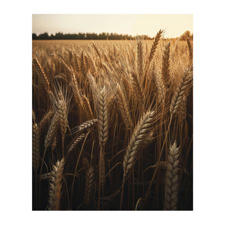 картина на холсте Пшеница 2 400х500мм постер винтажный клод моне пруд природный пейзаж на холсте